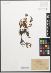 Foto von Salix retusa L.